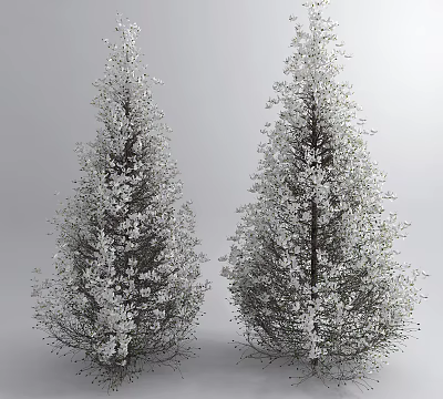 Two Lush Flowering Trees With Abundant White Blooms In Full 3d model