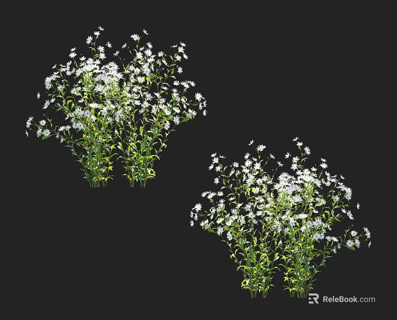 Two Clusters of White Flowers with Green Stems on Black Background 3d model 