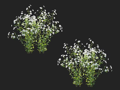 Two Clusters of White Flowers with Green Stems on Black Background 3d model