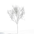 Scenic Leafless Tree With White Covering On Branches Against Blue Sky And White Clouds
