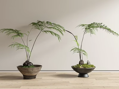 Natural Fern Bonsai Plants in Ceramic Pots with Unique Designs on Indoor Wooden Floor 3d model