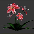 Stunning Red And White Lilies With Green Leaves And Multiple Fresh Blooms