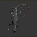 Blue and Brown Scaly Lizard on Black Background with Reflective Surface