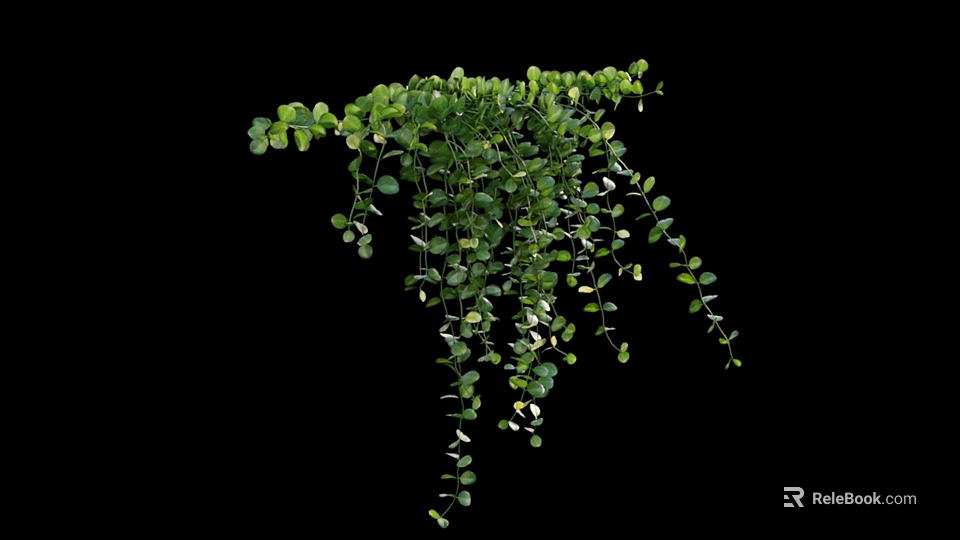 Hanging Trailing Green Vines With Lush Small Leaves Isolated On Black Background 3d model 