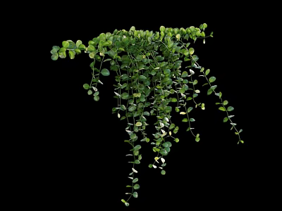 Hanging Trailing Green Vines With Lush Small Leaves Isolated On Black Background 3d model