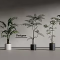 Designer Potted Bonsai Plants With Various Green Foliage In White And Black Pots