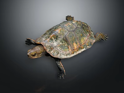 Turtle With Green Brown And Orange Shell Detailed Texture On Dark Background 3d model