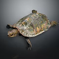 Turtle With Green Brown And Orange Shell Detailed Texture On Dark Background 3d model