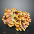 Colorful Coral Structure With Yellow Orange Purple Porous Texture And Holes