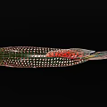 Colorful Ornamental Freshwater Aquatic Fish with Red Green Black Vibrant Fins and Spotted Scales