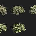 Alishan Shrub 3d model