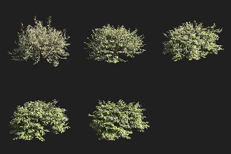 Alishan Shrub 3d model