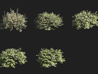 Alishan Shrub 3d model