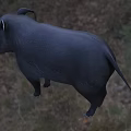 Black Wild Boar Standing In Grassy Field With Bushy Background And Tusks