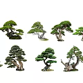 Ornamental Pine Trees with Curved Trunks and Lush Foliage in Bonsai Design