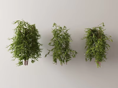 Modern Vine 3d model