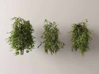 Modern Vine 3d model