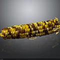 Fresh Multicolored Corn Ear with Yellow Purple and Brown Kernels on Black Background
