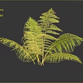 Fern Plant Displaying Lush Green Feathery Fronds Reflected On Dark Shiny Surface