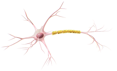 Structure of neurons Neural structure Cellular neural structure 3d model