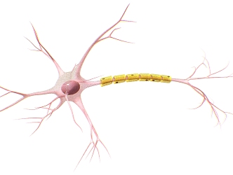 Structure of neurons Neural structure Cellular neural structure 3d model