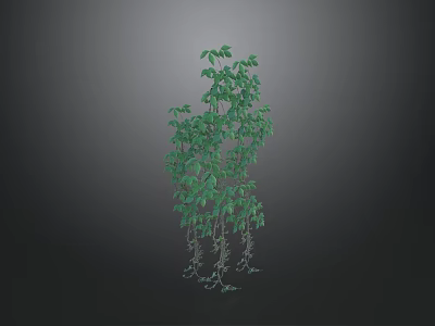 Lush Green Vine With Hanging Leaves And Trailing Foliage For Decorative Use 3d model