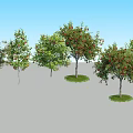 Different Arbor Trees With Green Foliage And Red Fruits Against Blue Sky