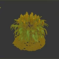 Home Decor Corn Plant with Yellow Cobs Green Leaves on Soil Base