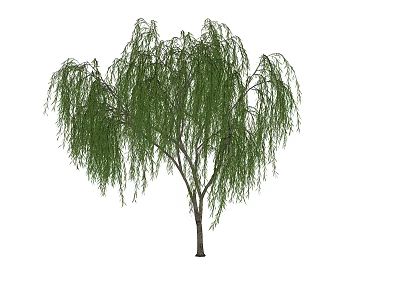 Weeping Willow Tree With Long Drooping Green Leaves Elegant Graceful Appearance In Natural Setting 3d model