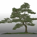 Elegant Pine Tree With Spreading Branches And Sturdy Trunk In Grassy Square Base 3d model