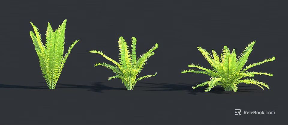 Three Fresh Green Ferns with Lush Feathery Fronds on Dark Background 3d model 