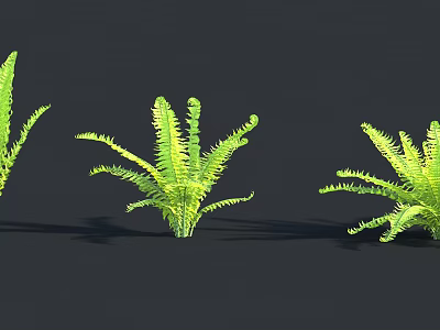 Three Fresh Green Ferns with Lush Feathery Fronds on Dark Background 3d model
