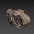 Natural Animal Skull With Detailed Bone Structure And Isolated Dark Background