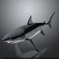 3D Model of Blue Shark with Open Mouth Sharp Teeth on Gray Background Reflection 3d model