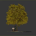 Golden Yellow Leaf Tree With Wooden Bench Street Lamp And Fallen Leaves