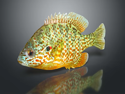 Colorful Spotted Freshwater Fish With Vibrant Green Orange Patterns And Reflection On Dark Background 3d model