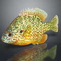 Colorful Spotted Freshwater Fish With Vibrant Green Orange Patterns And Reflection On Dark Background