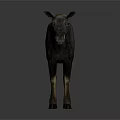 Realistic Tapir 3D Model With Dark Brown Body And Light Colored Legs Standing In Studio