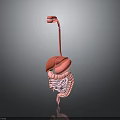3D Anatomical Model of Human Internal Organs Showing Liver and Intestines