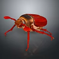 Red And Brown Beetle With Red Legs And Antennae On Gray Background