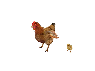 Cute Mother Hen And Baby Chick Walking Together In Barnyard Scenery 3d model