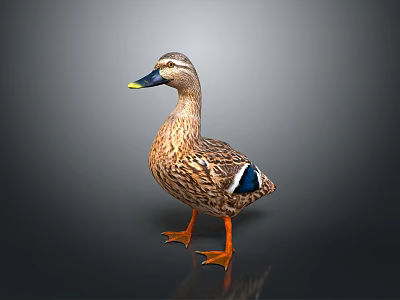 Brown Feathered Flying Animal Duck With Yellow Webbed Feet Black Beak Against Gray Gradient Background 3d model