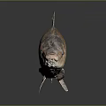 Whole Fresh Fish With Golden Brown Scales And Shiny Appearance Isolated On Dark Background