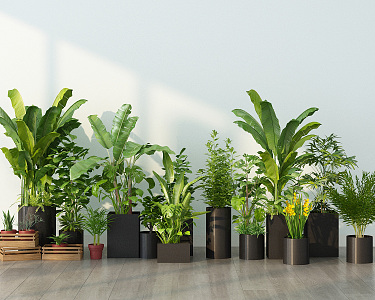 Modern potted Guanyin bamboo plantain potted combination 3d model