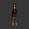 Brown Horse with White Face and Legs Standing on Dark Background Showing Clear Reflection