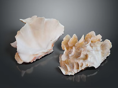 Natural Seashells Of Marine Animals With Textured Surfaces And Intricate Patterns On Dark Background 3d model