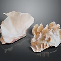 Natural Seashells Of Marine Animals With Textured Surfaces And Intricate Patterns On Dark Background