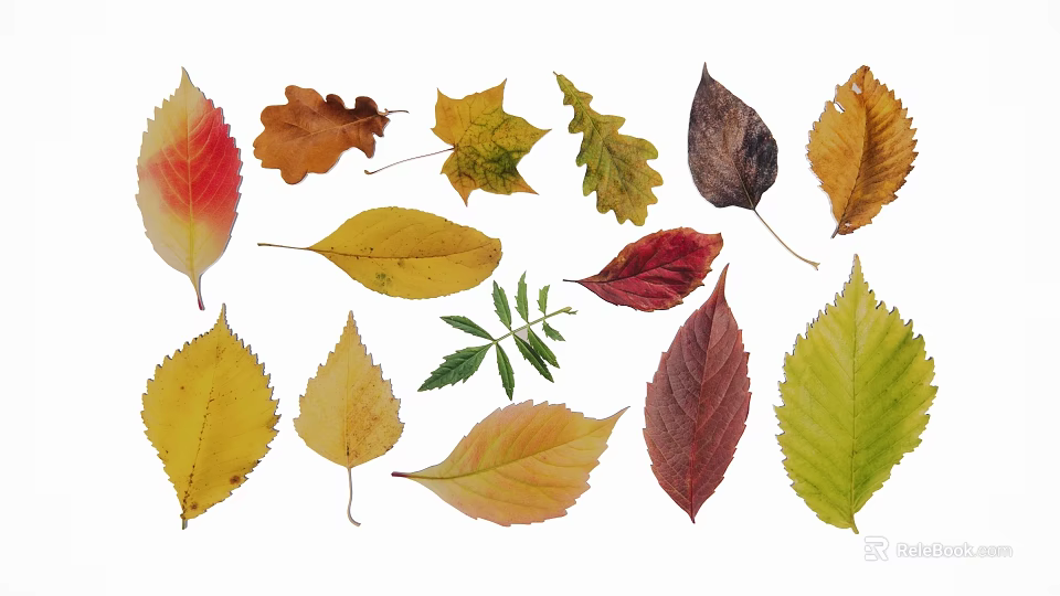 Collection of Colorful Autumn Leaf Silhouettes With Various Shapes And Natural Tones 3d model 