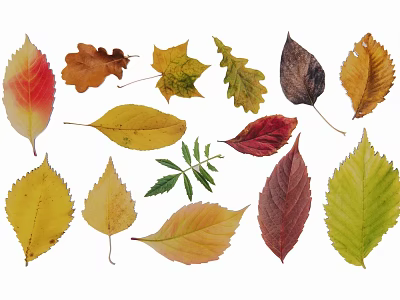Collection of Colorful Autumn Leaf Silhouettes With Various Shapes And Natural Tones 3d model