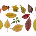 Collection of Colorful Autumn Leaf Silhouettes With Various Shapes And Natural Tones